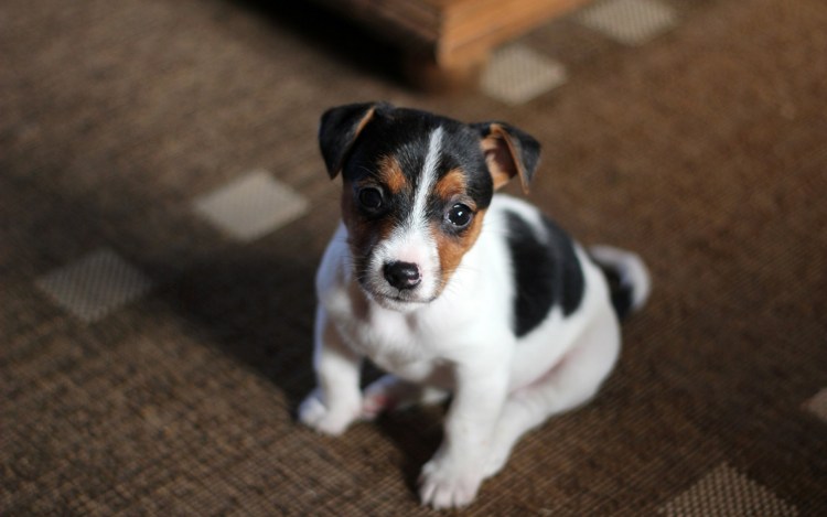 Рассел терьер трехцветный