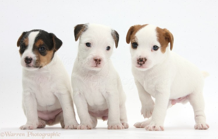 Нос Джек Рассел терьера