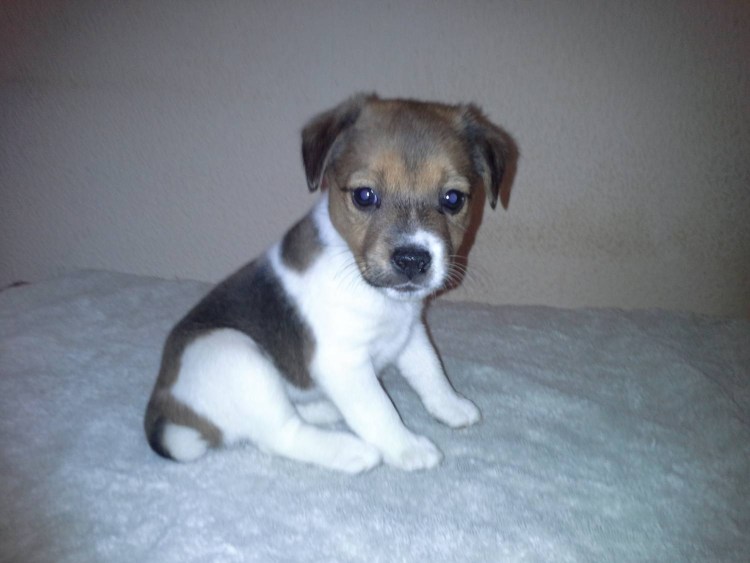 Щенок Джек Рассел с черной мордой