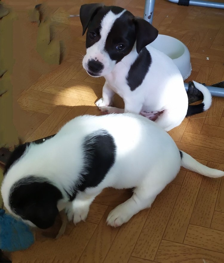 Джек Рассел щенок черный