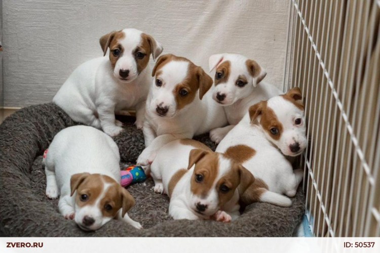 Джек-Рассел-терьер щенок