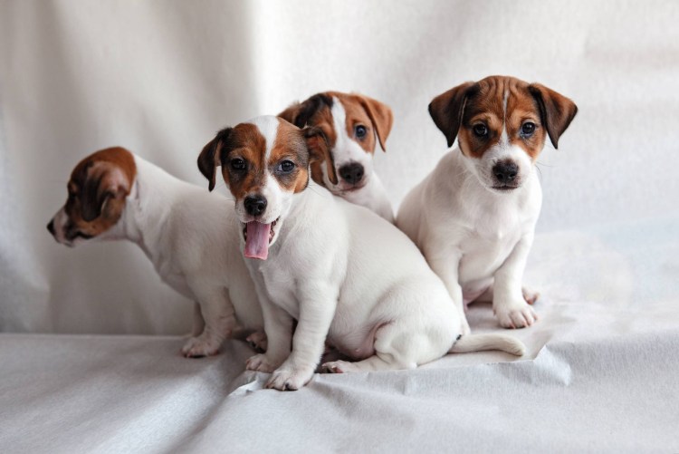 Джек-Рассел-терьер Майло