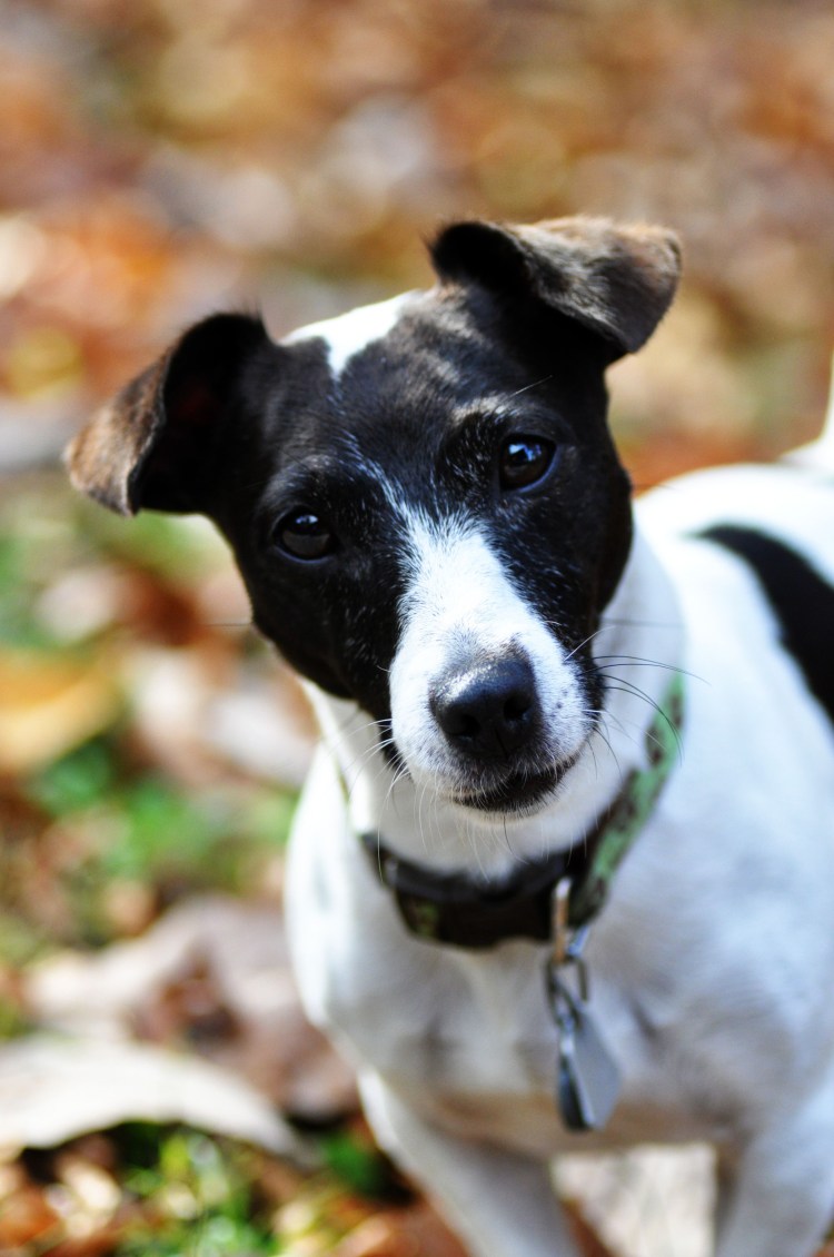 Парсон Рассел терьер черно