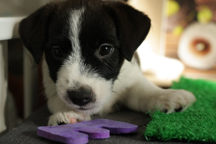 Джек Рассел терьер щенки черные