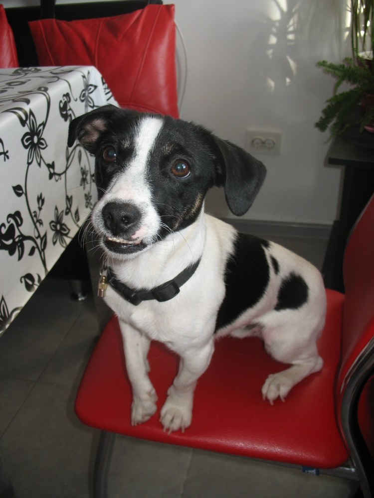 Джек Рассел терьер щенки черные