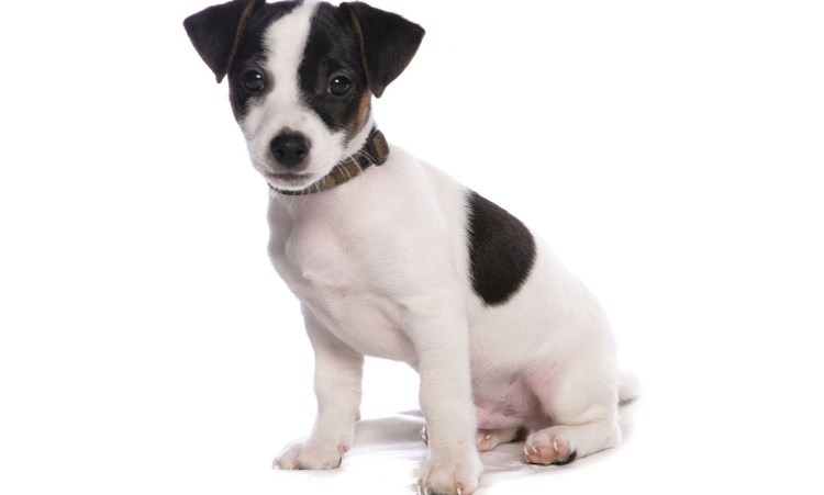 Джек Рассел щенок черный