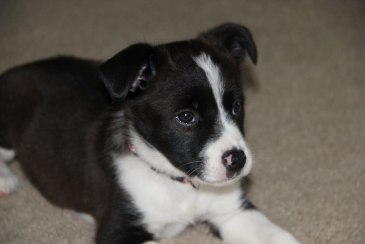 Джек Рассел терьер щенки черные