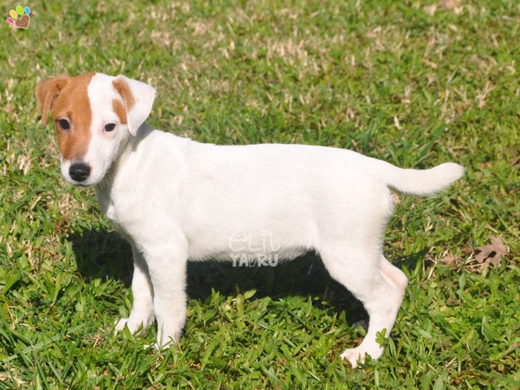 Парсон Рассел терьер черный