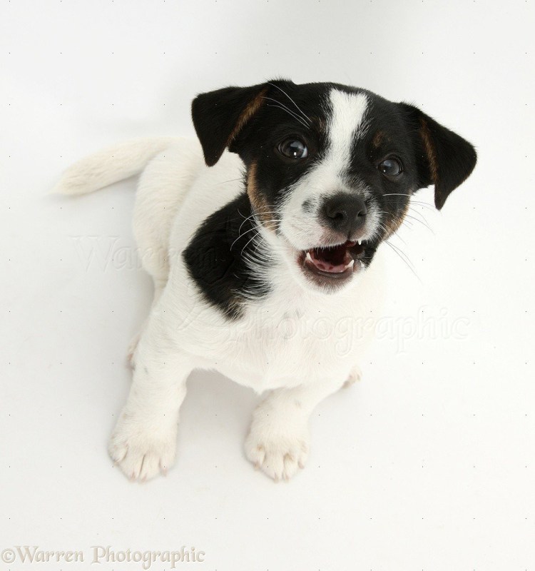 Джек Рассел терьер щенки черные