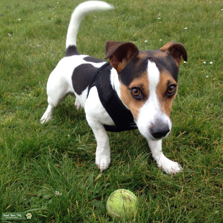 Джек-Рассел-терьер Триколор