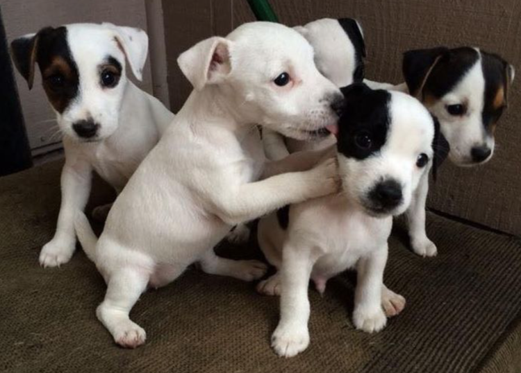 Джек Рассел щенок белый