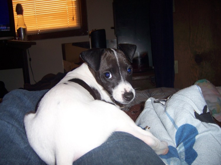 Джек Рассел черный