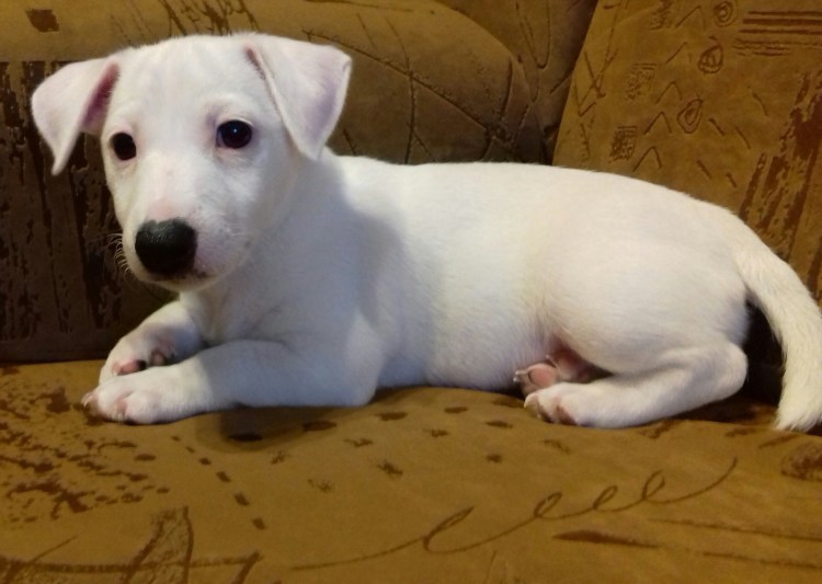 Парсон-Рассел-терьер белый