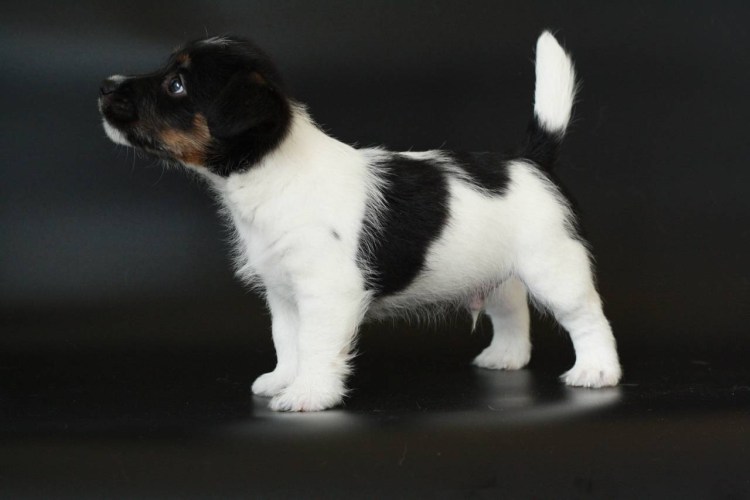 Джек Рассел терьер жесткошерстный черный