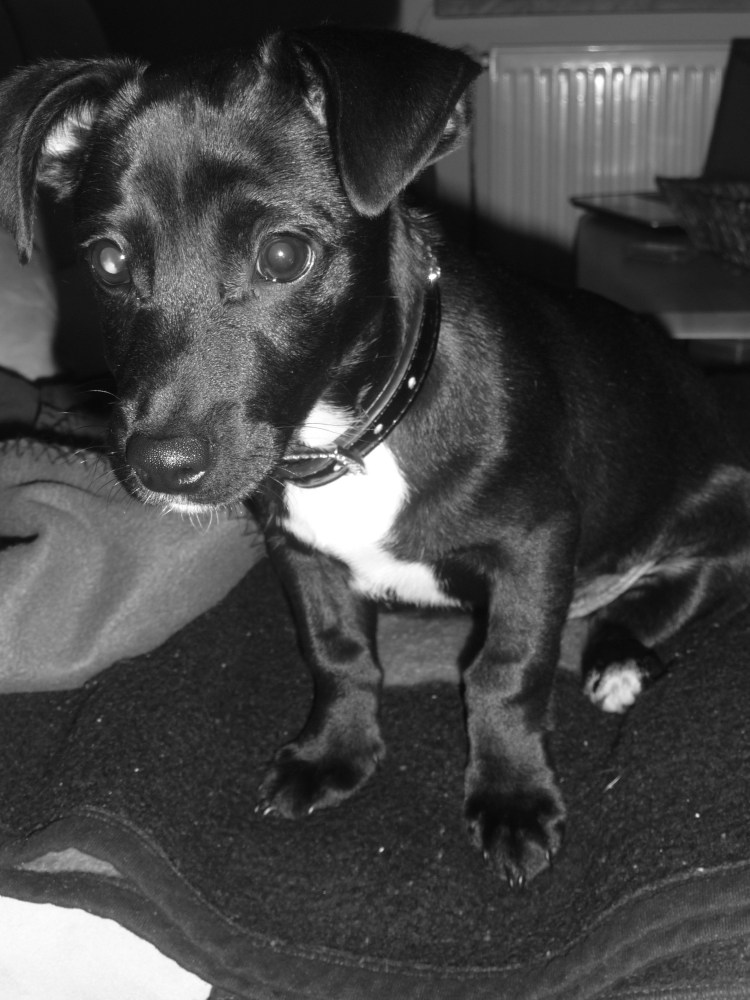 Джек-Рассел-терьер черный