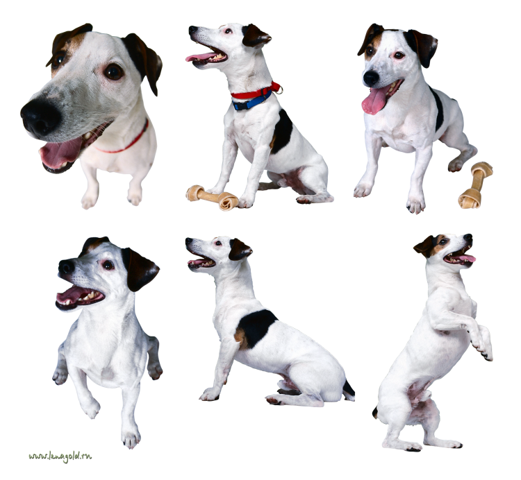 Джек Рассел Бассет