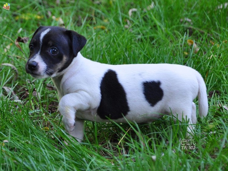 Джекрасл терьер черный