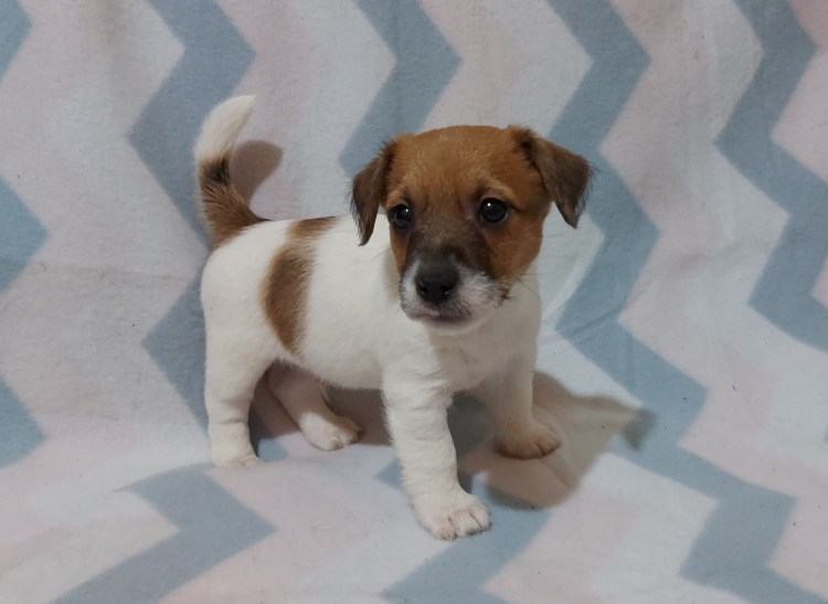 Щенки Джек Рассел Новорожденные