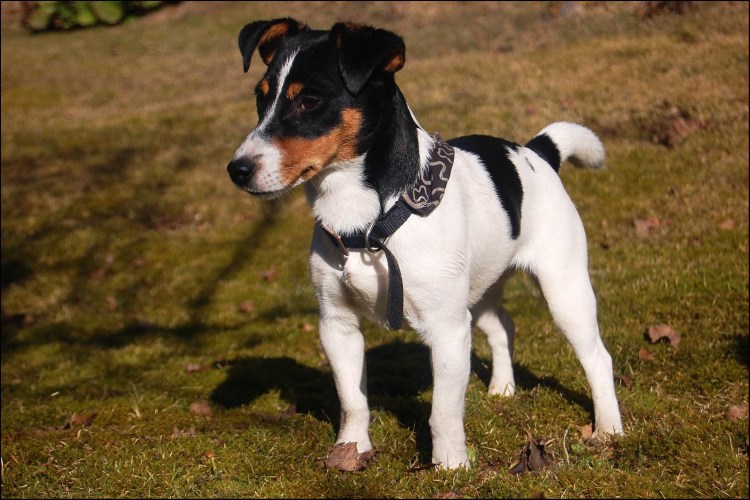 Джек-Рассел-терьер черный