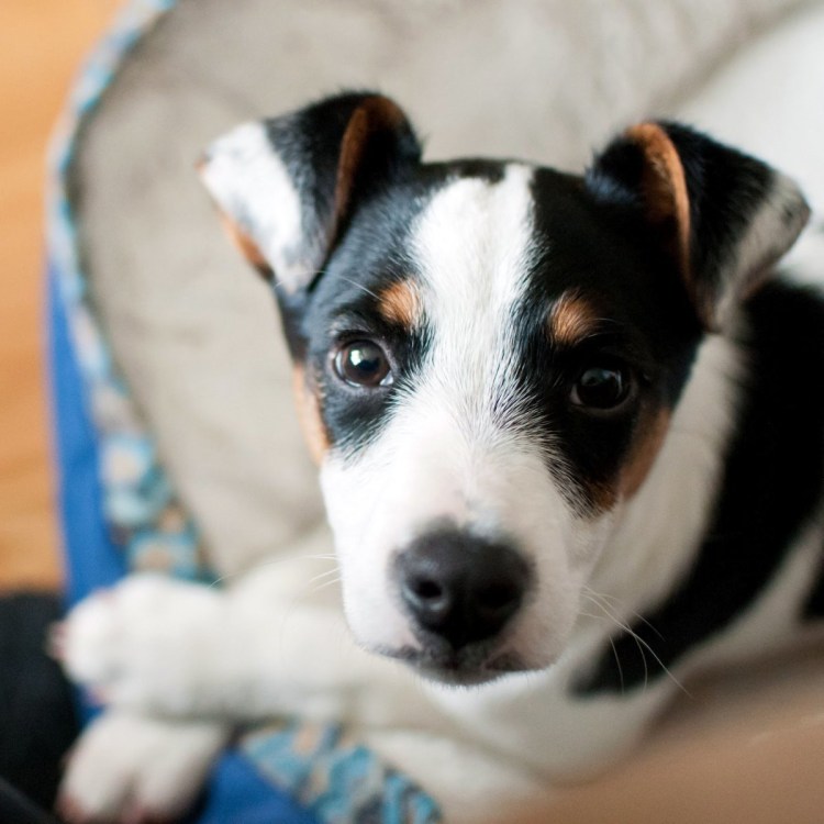 Джекрасл терьер черный