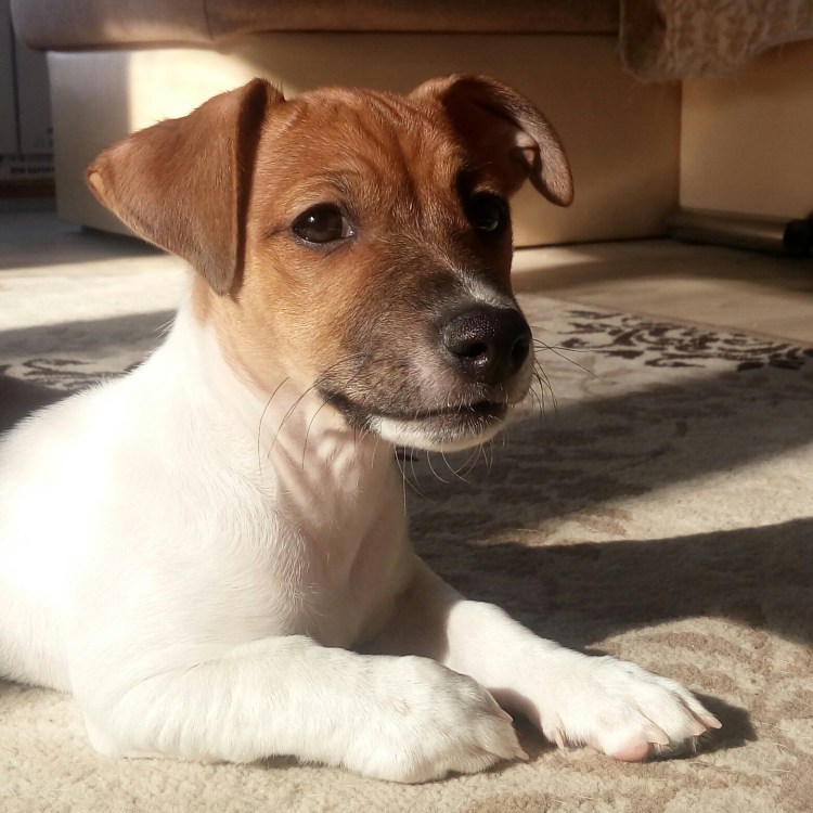 Джек-Рассел-терьер шоколадный