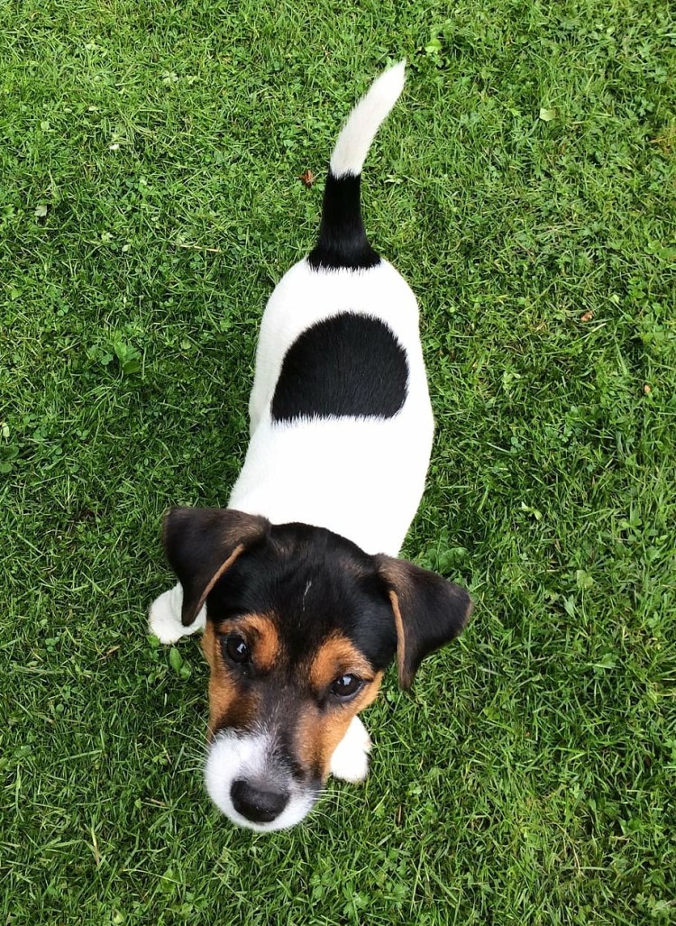 Джек-Рассел-терьер черный