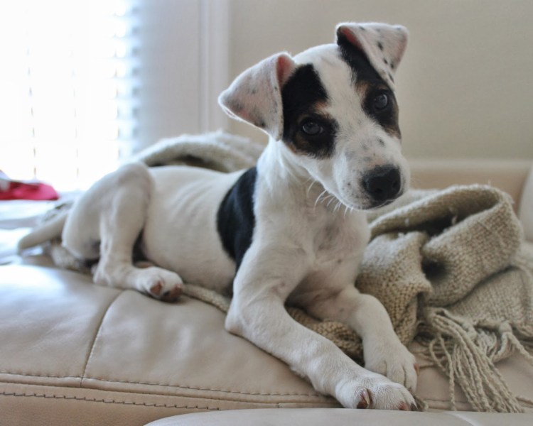 Джек-Рассел-терьер черный