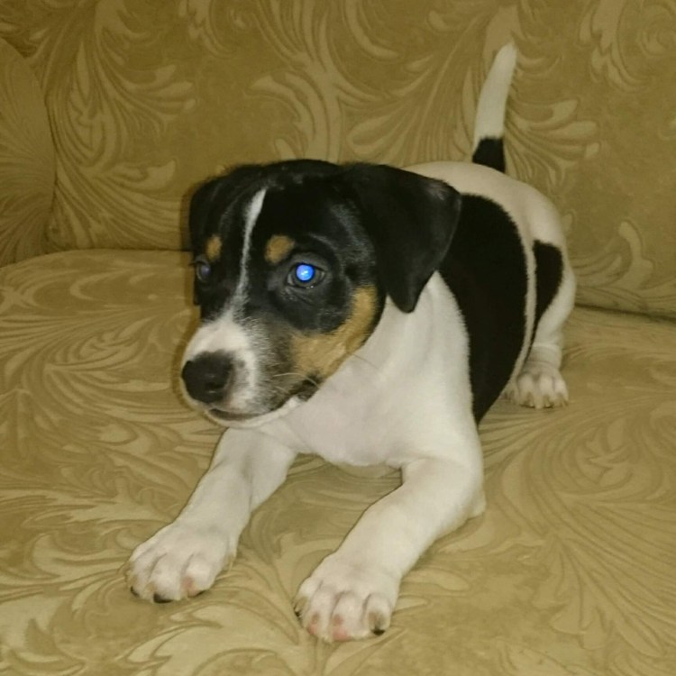 Джек Рассел щенок черный