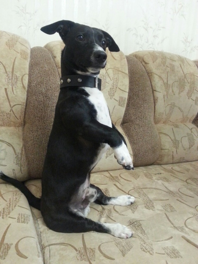 Метис Джек Рассела