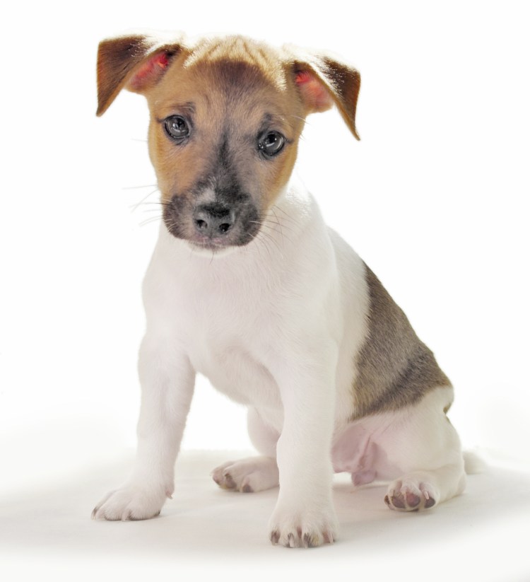 Джек-Рассел-терьер окрас