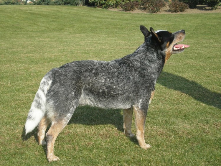 Келпи клуб романтики паруса в тумане