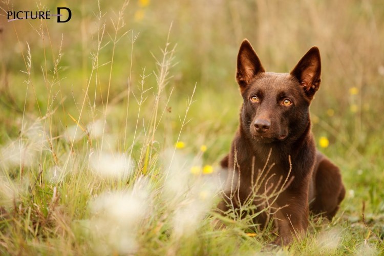 Темные Мифические существа