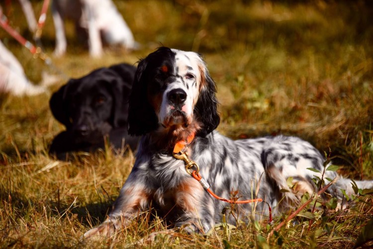 Шотландских сеттеров сеттер-Гордон