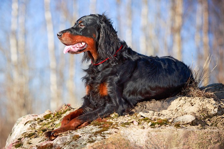 Сеттер гладкошерстный