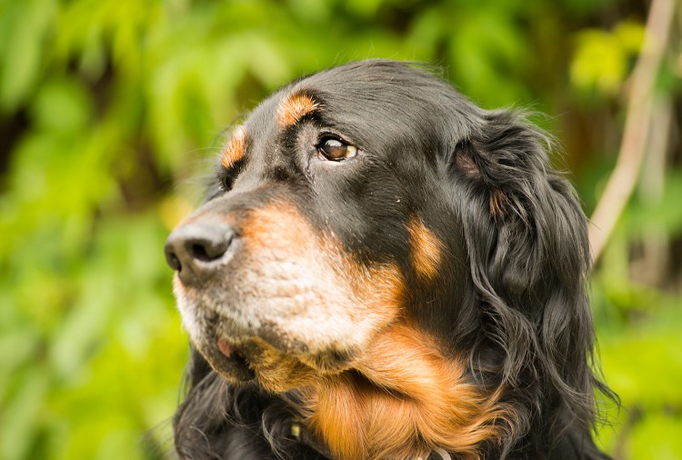 Шотландский сеттер-Гордон