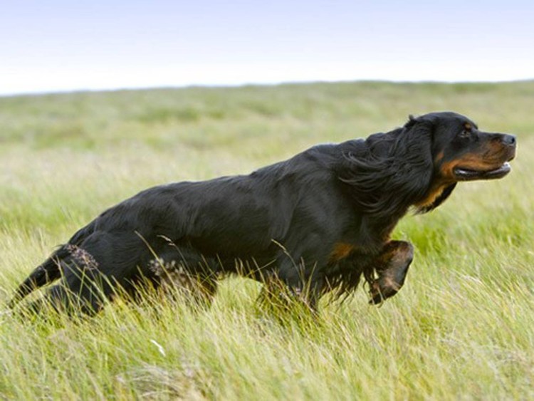 Сеттер-Гордон щенки