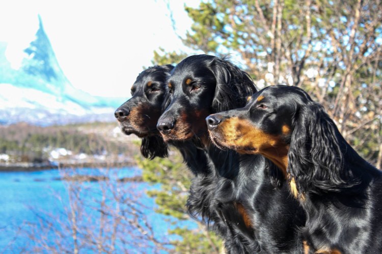 Шотландский сеттер-Гордон белый