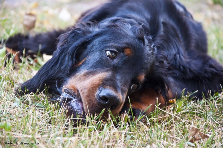 Шотландский сеттер-Гордон