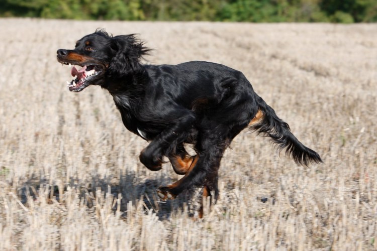 Арты сеттер Гордон