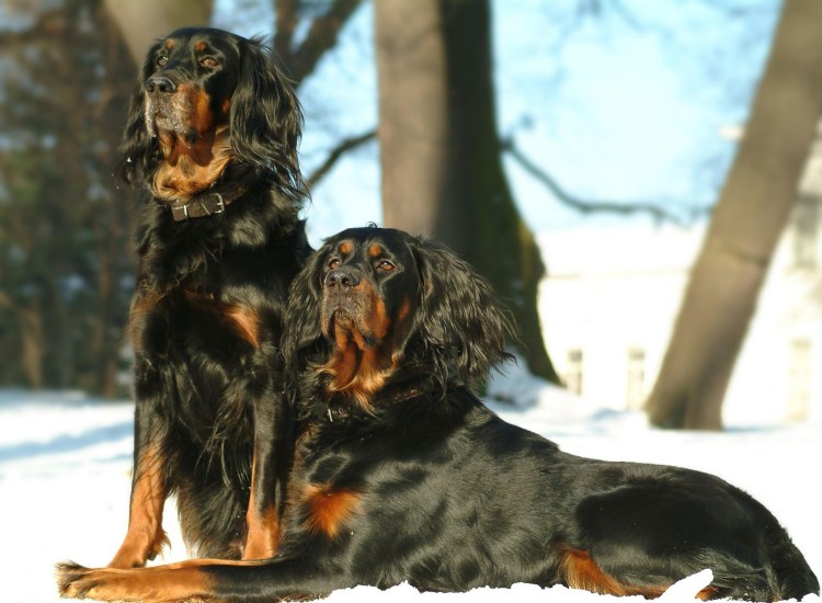 Слишком активный щенок сеттера