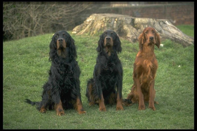 Сеттер Гордон картины