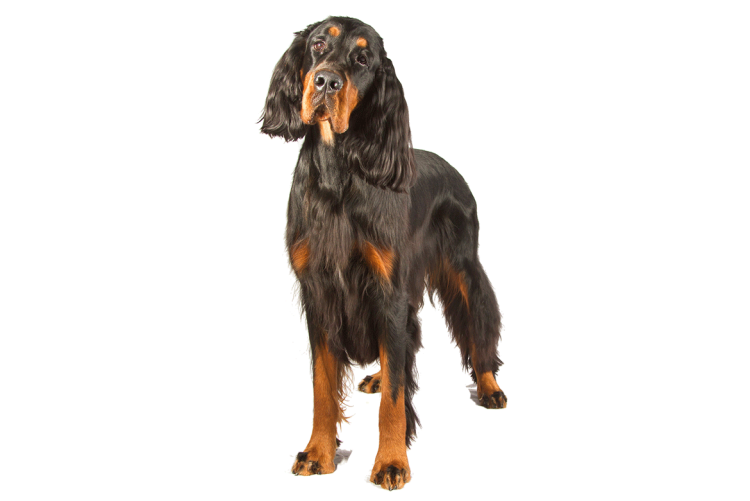 Шотландский сеттер морда