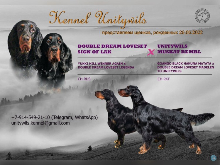 Сеттер-Гордон гера