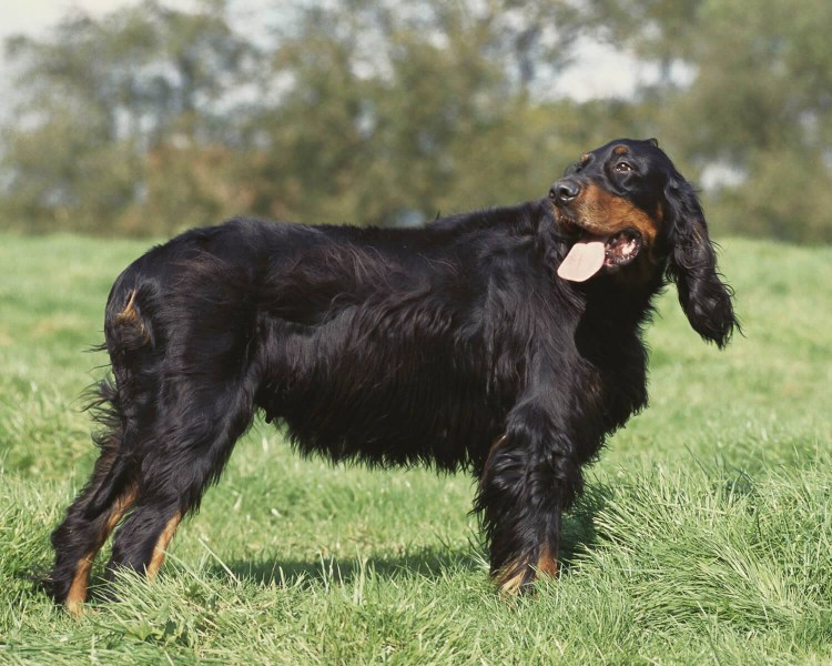 Шотландский сеттер натюрморт