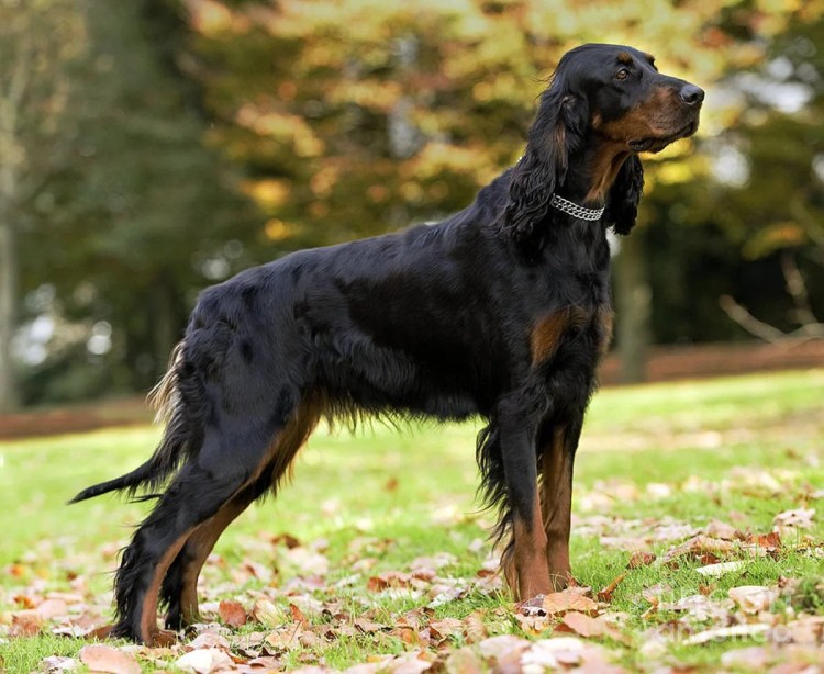 Сеттер собака шотландский