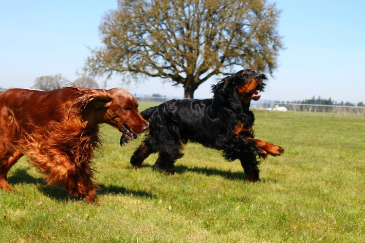 НКП сеттер-Гордон