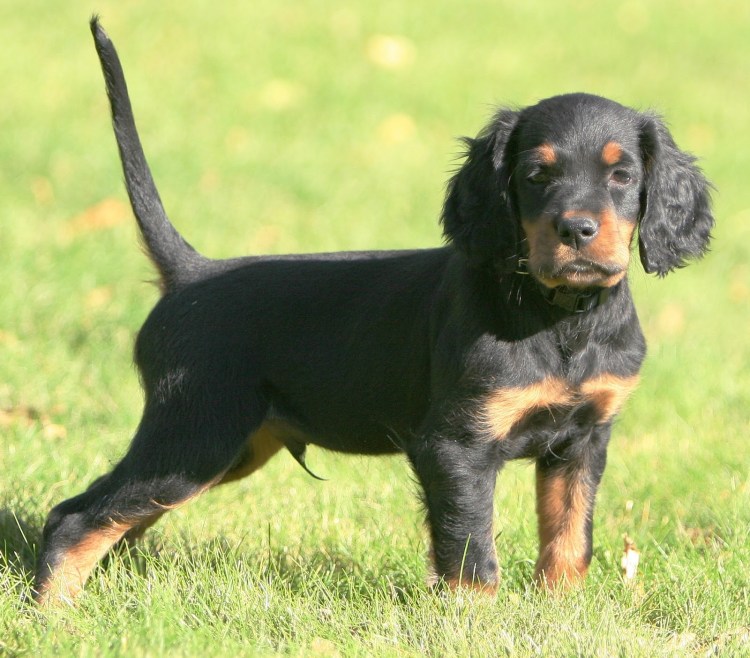 Шотландский сеттер