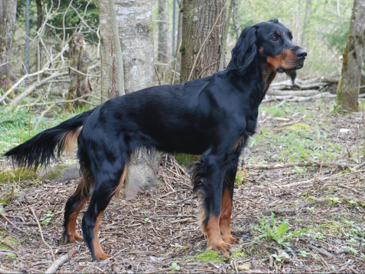 Шотландский сеттер-Гордон