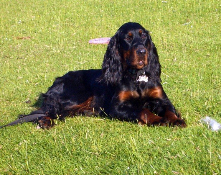 Шотландский сеттер Корнер