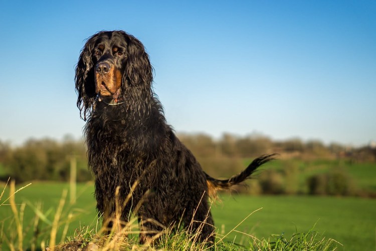 Сеттер Гордон собака
